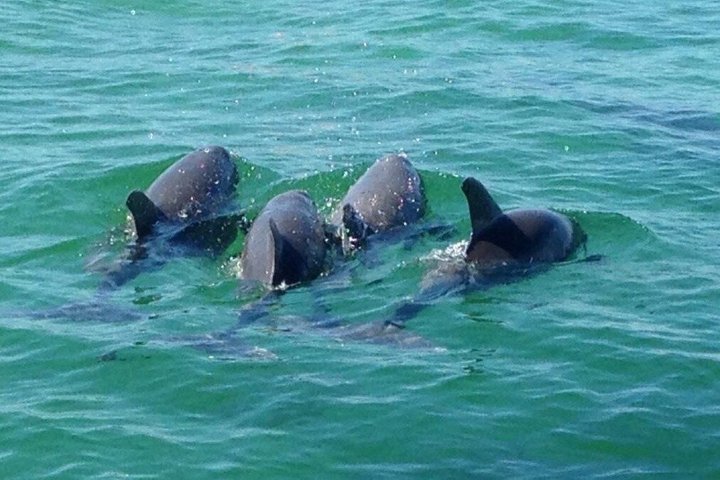 Panama City Beach Small Group Dolphin & Snorkel Tour (Max 6 )