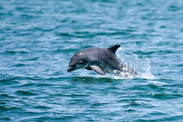 Dolphin & Sightseeing Cruise in Panama City Beach (1.5 hours)