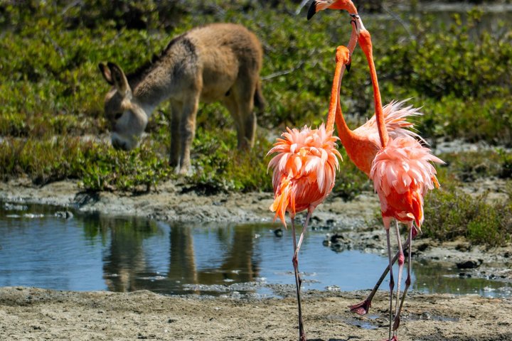 Private Bonaire North & South Tour