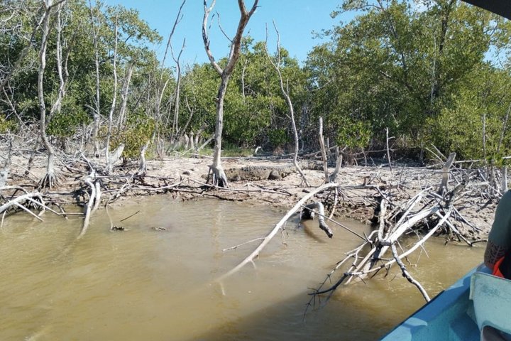 Rio Lagartos Private Flamingo Tour Hidden Beach Mud Bath