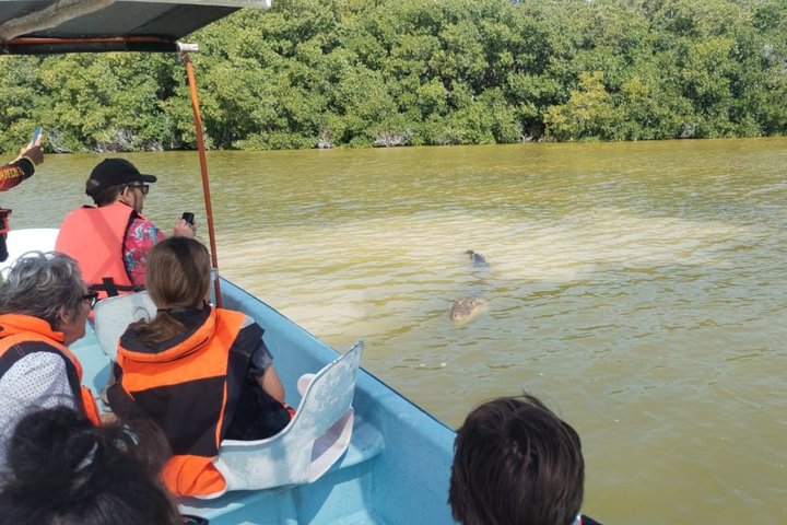 Rio Lagartos Private Flamingo Tour Hidden Beach Mud Bath
