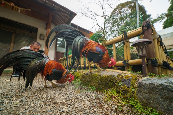 Takachiho Private Tour | Gorge, Cave, Train & Sea of Clouds