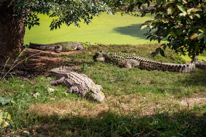 The Must-Sees of Antananarivo the Queen's Palace and Zoo