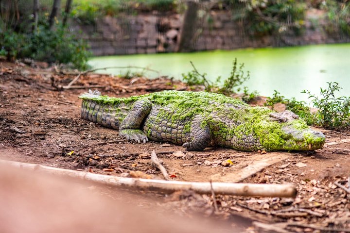 The Must-Sees of Antananarivo the Queen's Palace and Zoo