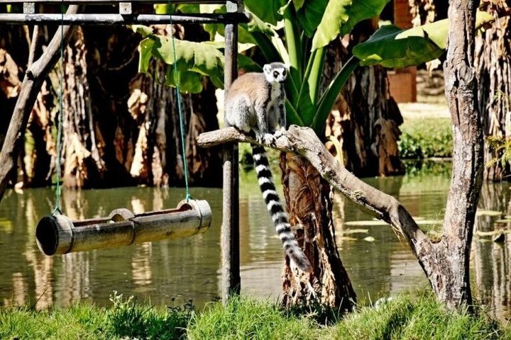 The Must-Sees of Antananarivo the Queen's Palace and Zoo