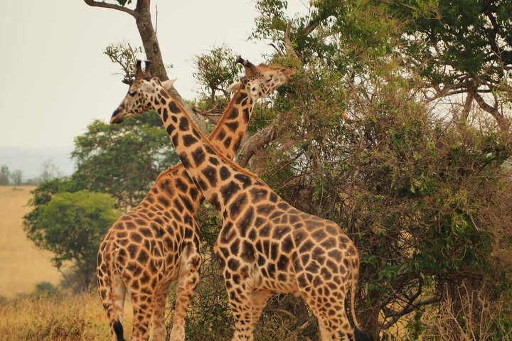 3 Day Gorilla Trekking in Mgahinga Start and End in Rwanda