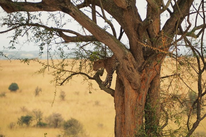 3 Day Gorilla Trekking in Mgahinga Start and End in Rwanda