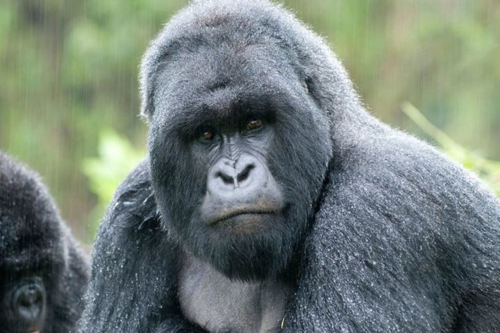 3 Day Gorilla Trekking in Mgahinga Start and End in Rwanda