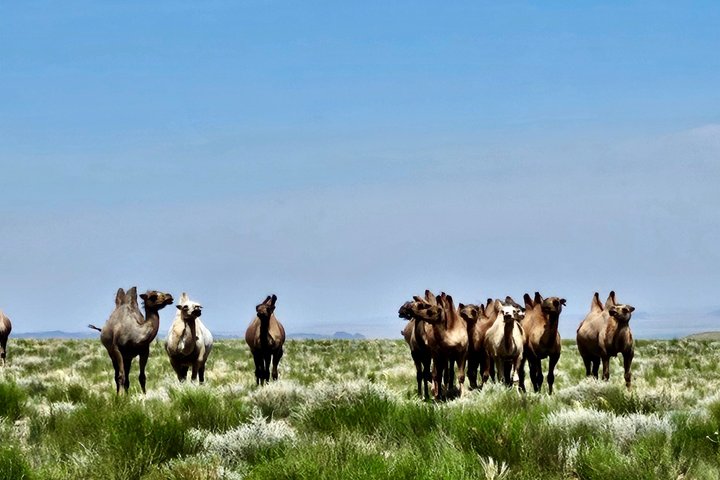 6 Day Gobi Desert Tour in Mongolia with Nomadic Stay