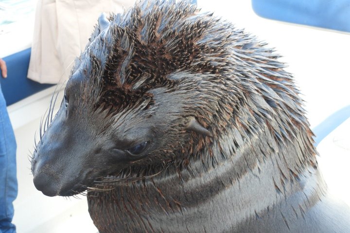 Marine Dune Day: Catamaran Cruise and Sandwich Harbor Dune Drive