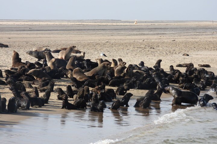 Marine Dune Day: Catamaran Cruise and Sandwich Harbor Dune Drive