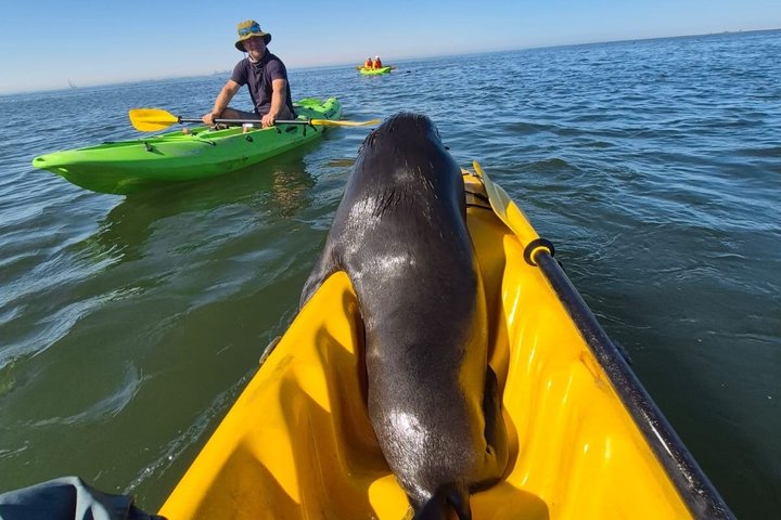 Seal Kayaking & Sandwich Harbour Tour