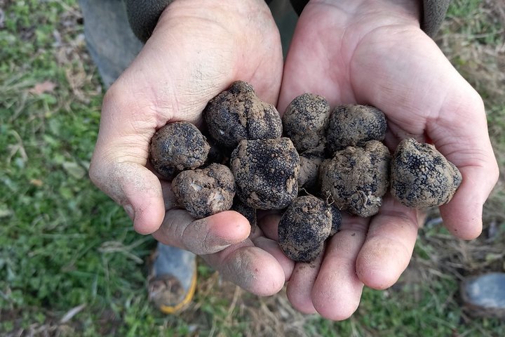 Langhe Truffle hunting Experience
