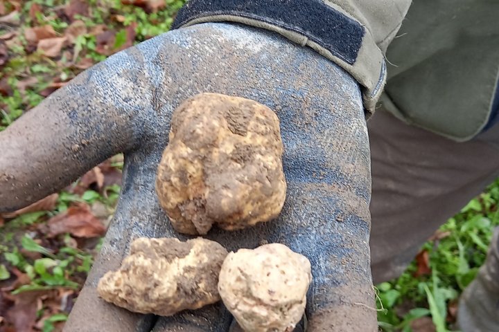 Langhe Truffle hunting Experience