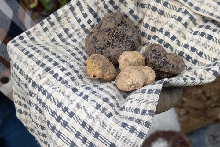 Langhe Truffle hunting Experience