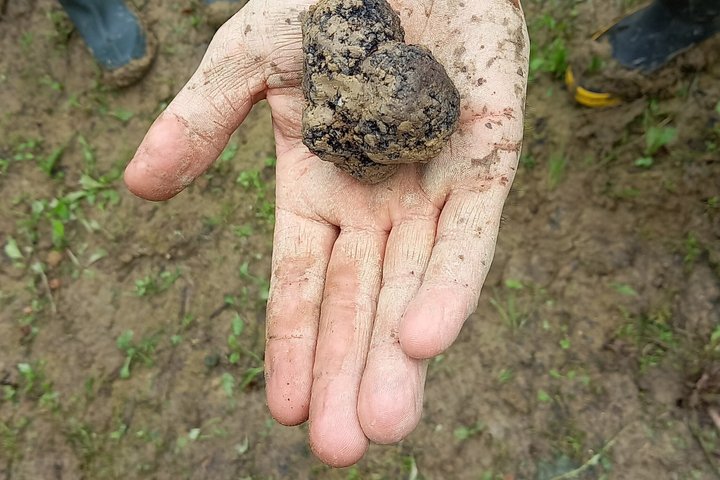 Langhe Truffle hunting Experience