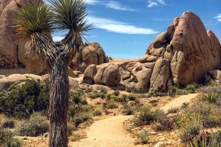Joshua Tree National Park Small Group Day Tour from Los Angeles