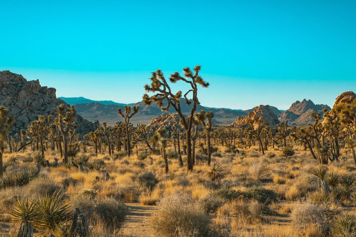 Joshua Tree National Park Small Group Day Tour from Los Angeles