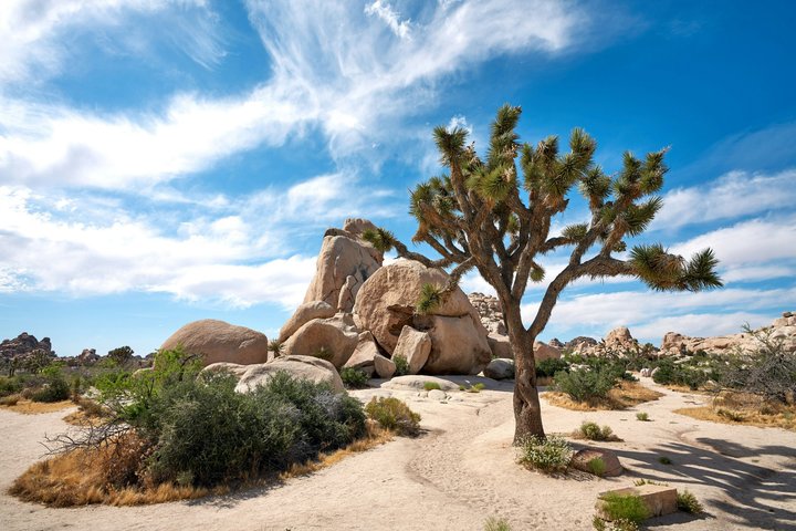 Joshua Tree National Park Small Group Day Tour from Los Angeles