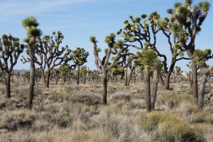 Joshua Tree National Park Small Group Day Tour from Los Angeles