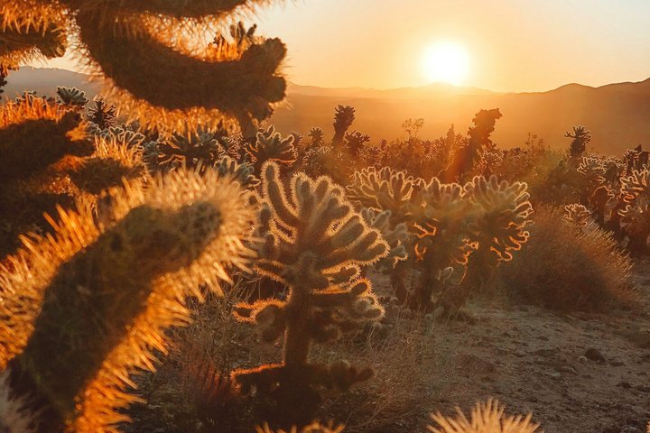 Joshua Tree National Park Small Group Day Tour from Los Angeles