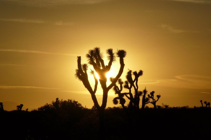 Joshua Tree National Park Small Group Day Tour from Los Angeles