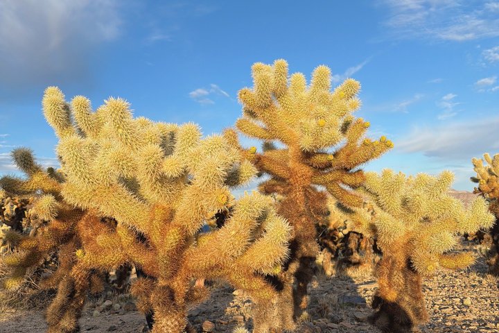 Joshua Tree National Park Small Group Day Tour from Los Angeles