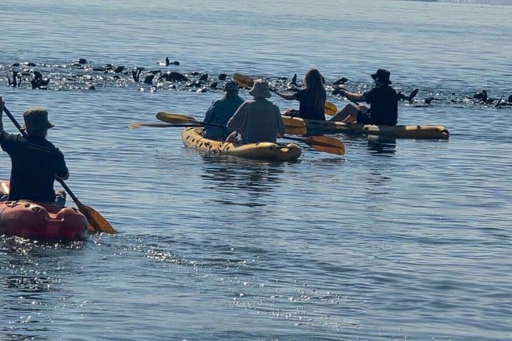 Seal Kayaking at Pelican Point from Swakopmund
