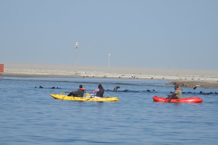 Seal Kayaking at Pelican Point from Swakopmund