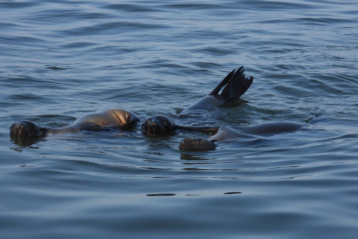 Seal Kayaking at Pelican Point from Swakopmund