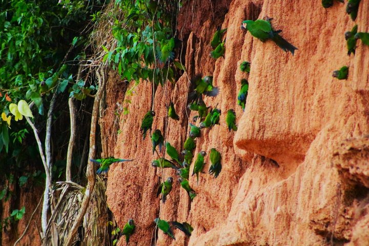 Parrots in Tambopata and search for sloths