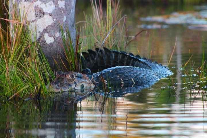 Sandoval Lake Full Day Tour in Tambopata