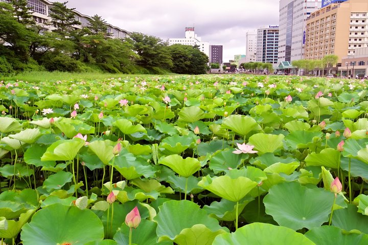 Akita Private Custom Tour with Local Guide