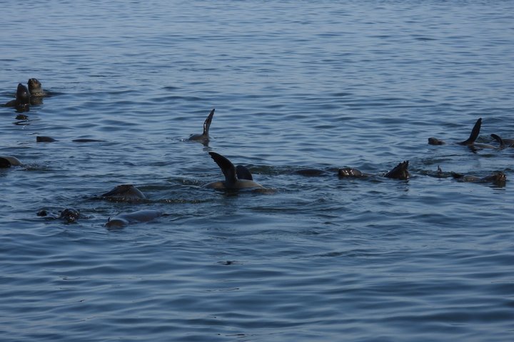 Seal Kayaking at Pelican Point from Swakopmund