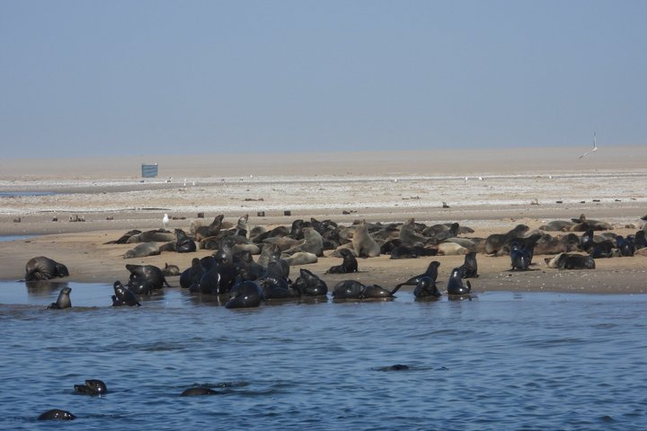 Seal Kayaking at Pelican Point from Swakopmund