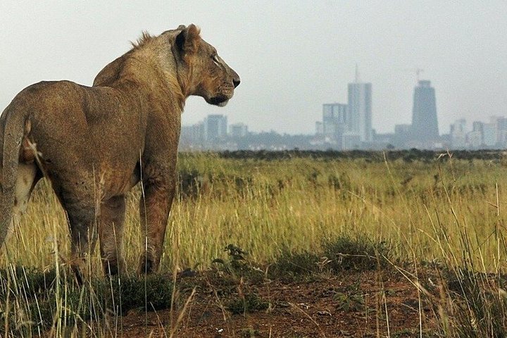 Nairobi National Park Half-Day Safari in a 4x4 Vehicle