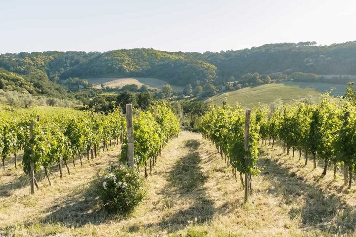 Winery Tour & Wine Tasting with Cheese & Charcuterie