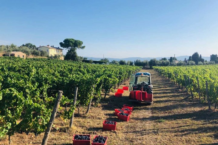 Vineyard Picnic at a Family Winery Near Orvieto