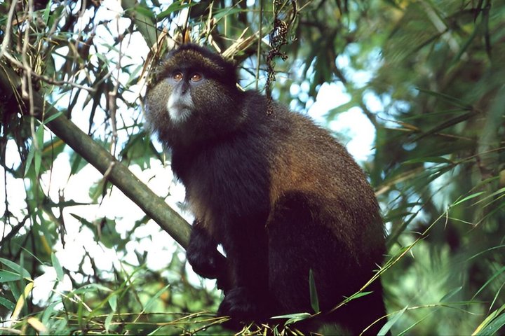 One Day Golden Monkey Trekking in Volcanoes National Park