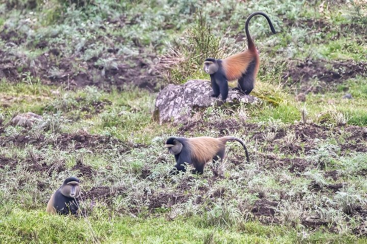 One Day Golden Monkey Trekking in Volcanoes National Park