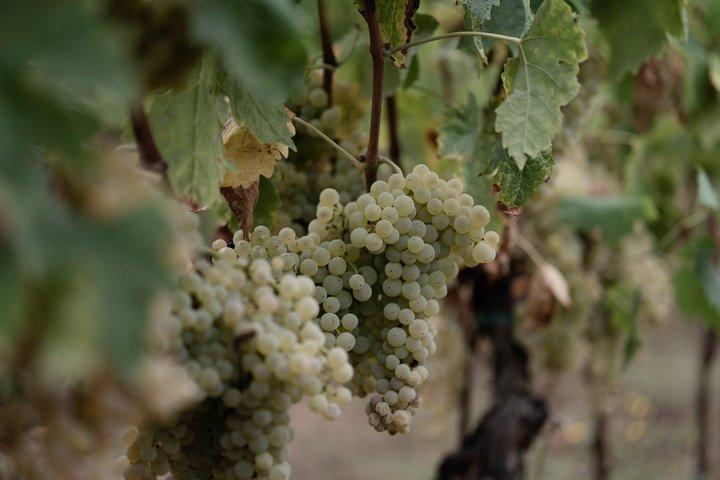 Winery Tour & Wine Tasting with Cheese & Charcuterie