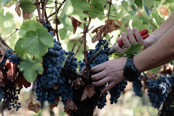 Winery Tour & Wine Tasting with Cheese & Charcuterie