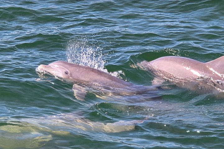 Shared Dolphin Cruise in Pensacola Beach | Frisky Mermaid