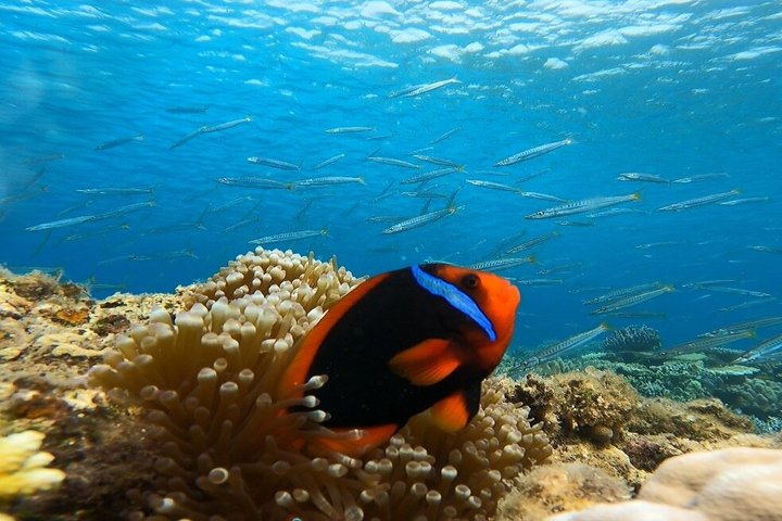 【OKINAWA・BLUE CAVE】Private Snorkelling -Discount for 3+people