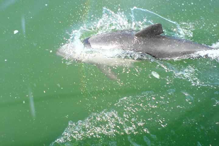 Dolphin and Seal Catamaran Cruise