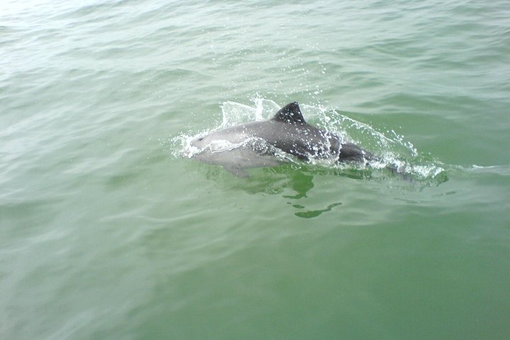 Dolphin and Seal Catamaran Cruise