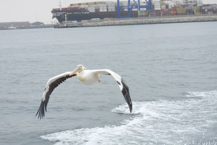 Dolphin and Seal Catamaran Cruise