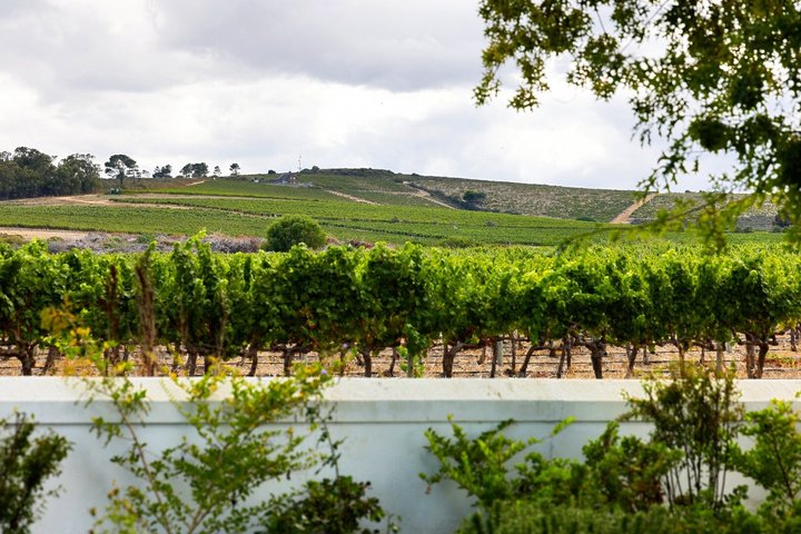 Half-Day Stellenbosch Winelands Tour from Cape Town