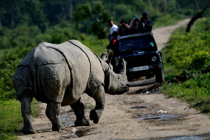 Guwahati Pobitora Wildlife Sanctuary and Mayong Museum Tour