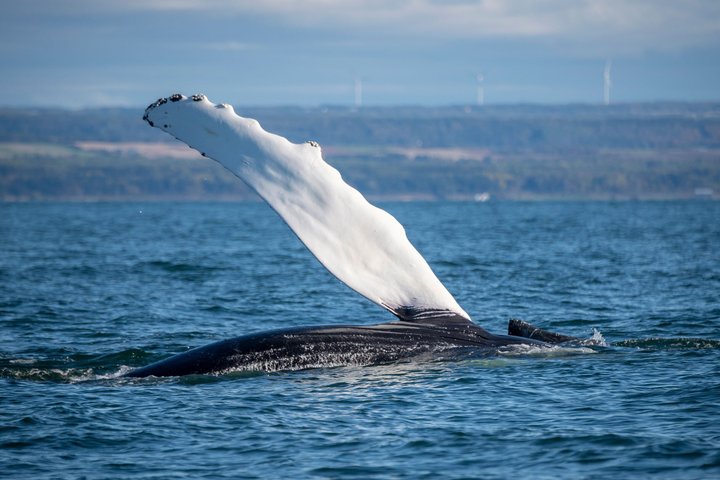 Québec City: Whale Watching Tour with Bus Transportation
